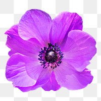 Purple anemone png flower, transparent background