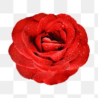 Red rose png sticker, transparent background