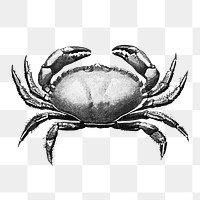 Vintage crab png, sea animal illustration, transparent background