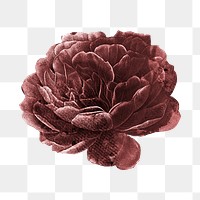 Pink vintage flower png, botanical illustration, transparent background