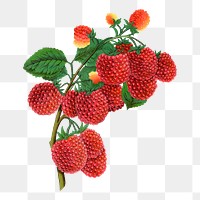 PNG raspberry fruit, vintage illustration, transparent background