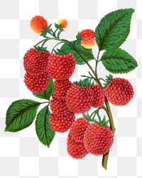 PNG raspberry fruit, vintage illustration, transparent background