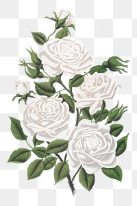 PNG white rose flower, vintage illustration, transparent background