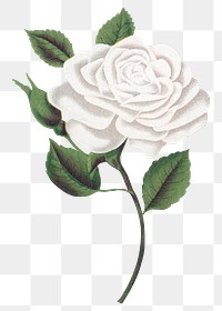 PNG white rose flower, vintage illustration, transparent background