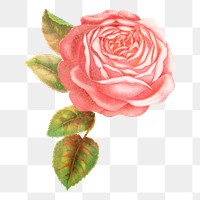 PNG pink rose flower, vintage illustration, transparent background