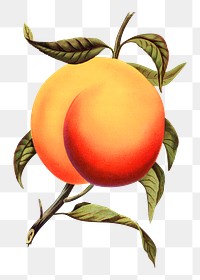 PNG apricot fruit, vintage illustration, transparent background