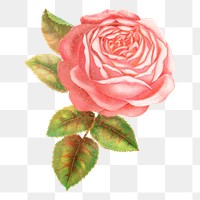 PNG pink rose flower, vintage illustration, transparent background