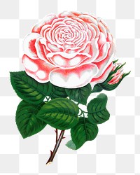 PNG white camellia flower, vintage illustration, transparent background