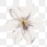 PNG white flower, vintage illustration, transparent background