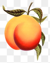 PNG apricot fruit, vintage illustration, transparent background