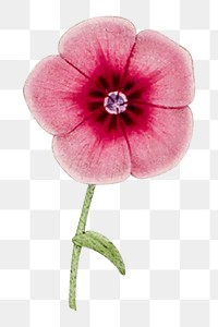 Vintage pink flower Ephemera png collage element, transparent background
