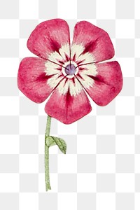 Vintage pink flower Ephemera png collage element, transparent background