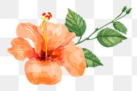 Orange hibiscus png watercolor flower, transparent background