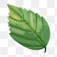 Green leaf png watercolor, transparent background