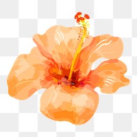 PNG watercolor orange hibiscus flower, transparent background