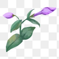PNG watercolor purple phlox flower, transparent background