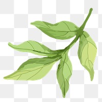 Green leaf png watercolor, transparent background