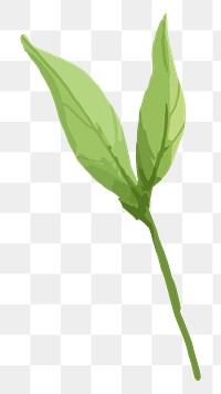 PNG watercolor green leaf, transparent background