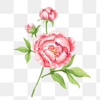 Pink peony png watercolor flower, transparent background