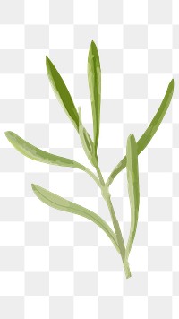 PNG watercolor green leaf, transparent background