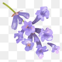 PNG watercolor bellflower, transparent background