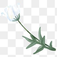 White poppy png watercolor flower, transparent background