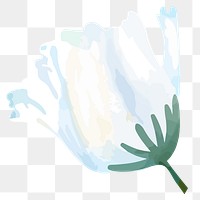 White poppy png watercolor flower, transparent background