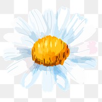 PNG watercolor chamomile flower, transparent background