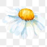 Watercolor chamomile png flower, transparent background