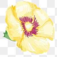 PNG watercolor yellow hollyhocks flower, transparent background