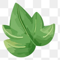 PNG watercolor green leaf, transparent background