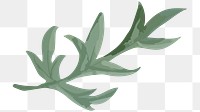 PNG watercolor green leaf, transparent background