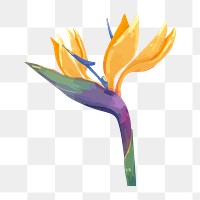 PNG watercolor bird of paradise, transparent background