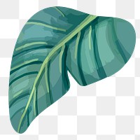 Green leaf png watercolor plant, transparent background
