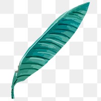 PNG bird of paradise leaf, transparent background