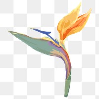 Watercolor flower png bird of paradise, transparent background