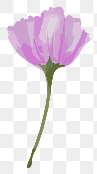 Purple poppy png watercolor flower, transparent background