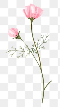 Pink cosmos png watercolor flower, transparent background