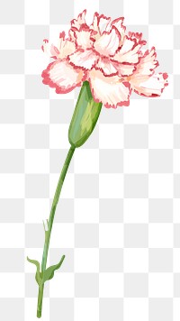 PNG watercolor carnation flower, transparent background