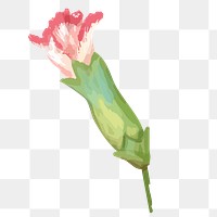 PNG watercolor carnation flower, transparent background