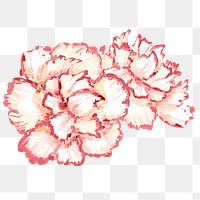 Watercolor carnation png flower, transparent background