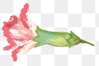 PNG watercolor carnation flower, transparent background