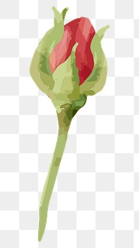 PNG watercolor red rose flower, transparent background