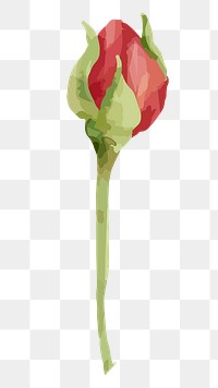 Red rose png watercolor flower, transparent background