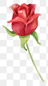 PNG watercolor red rose flower, transparent background