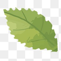 Green leaf png watercolor, transparent background