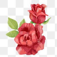 Red roses png watercolor flower, transparent background