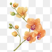 Orange orchid png watercolor flower, transparent background