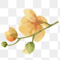 PNG watercolor yellow flower, transparent background