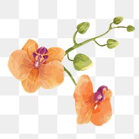 PNG watercolor orange orchid, transparent background